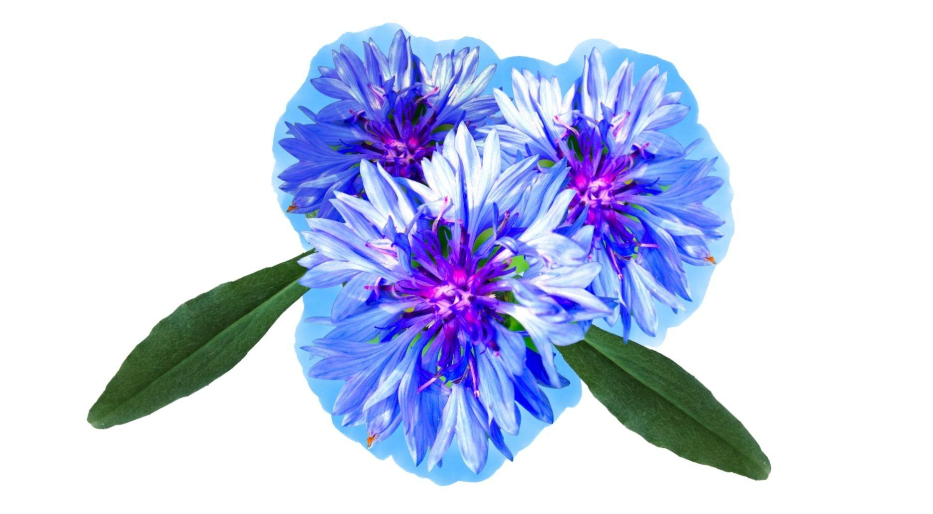 Corsage 2.1
