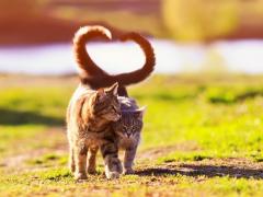 Two cats walking closely together with their tails forming a love heart