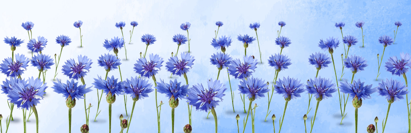cornflowerfield