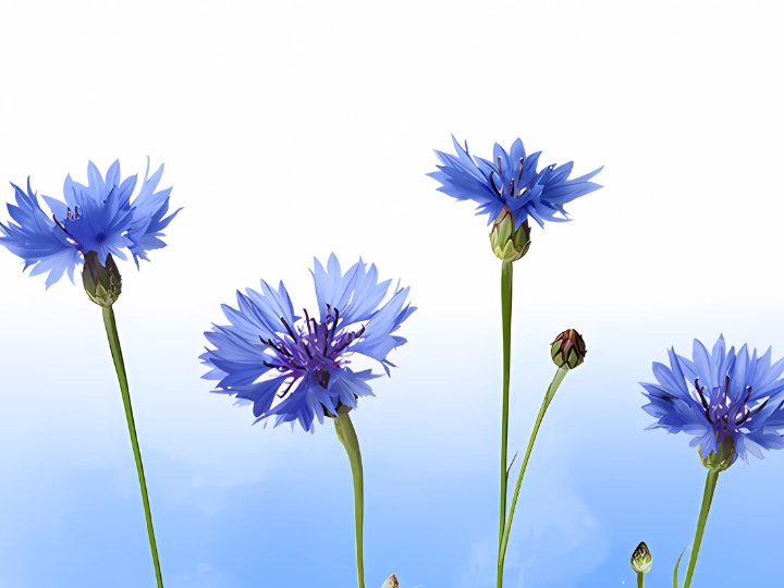 raiseawarenesspagebluecornflowerday